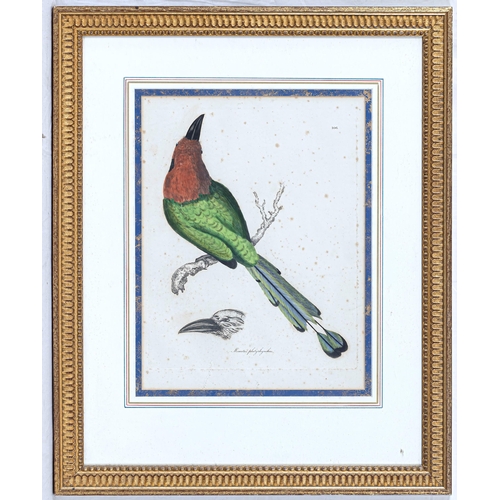 607 - English School, early 20th century, Five hand coloured etchings of exotic birds, comprising Momotus ... 