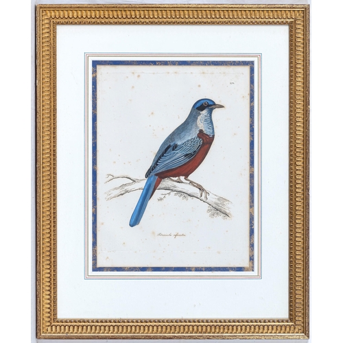 607 - English School, early 20th century, Five hand coloured etchings of exotic birds, comprising Momotus ... 