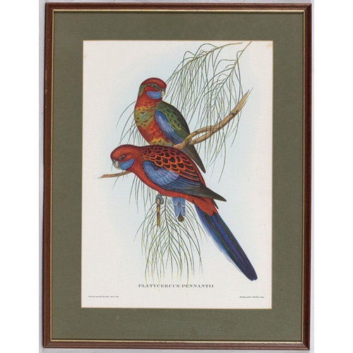 610 - After John Gould (British, 1804-1881), Two coloured lithographs of exotic birds - Platycercus Pennat... 