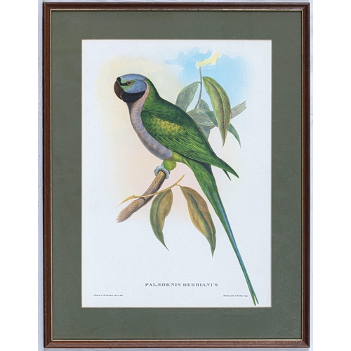 610 - After John Gould (British, 1804-1881), Two coloured lithographs of exotic birds - Platycercus Pennat... 