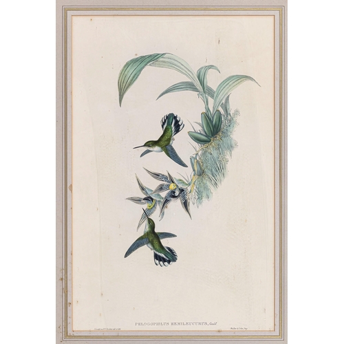 611 - After John Gould (British, 1804-1881), Coloured lithograph of the exotic bird Phlogophilus Hemilleuc... 