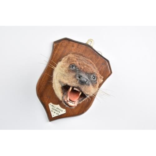 2005 - A Vintage taxidermy otter mask on oak shield, shaped plaque 'MILL BRIDGE CLONEEN 31-8-65', later sti... 