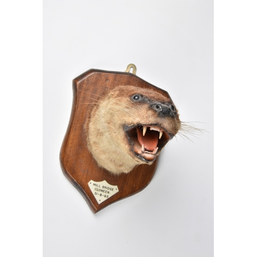 2005 - A Vintage taxidermy otter mask on oak shield, shaped plaque 'MILL BRIDGE CLONEEN 31-8-65', later sti... 