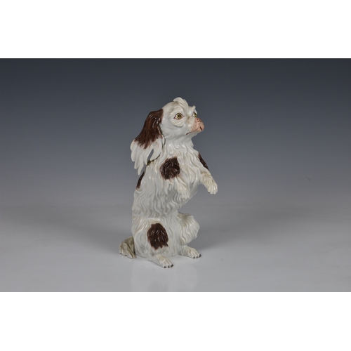 94 - A Meissen style Dresden porcelain model of a Bolognese Terrier, late 19th / early 20th century, mode... 