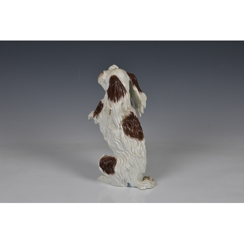 94 - A Meissen style Dresden porcelain model of a Bolognese Terrier, late 19th / early 20th century, mode... 