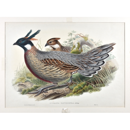 John Gould (British, 18041881) and H. C. Richterhandcoloured
