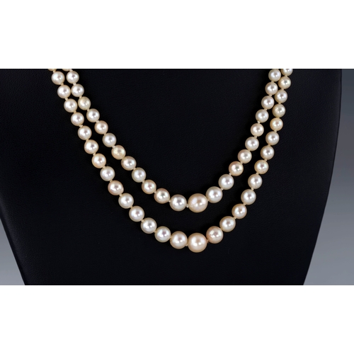 815 - A mid-century two row graduated cultured pearl necklet, the pearls graduating from 2mm. to 7mm., wit... 