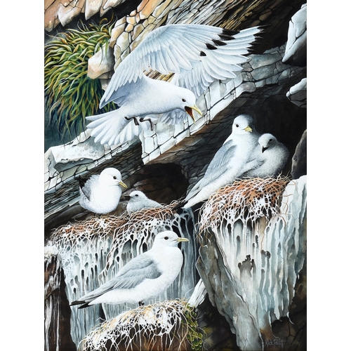 271 - Nick Parlett (Jersey, 20th, 21st century), Seagulls nesting on the cliffs, watercolour and gouache, ... 