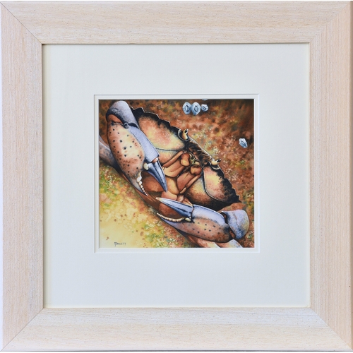 276 - Nick Parlett (Jersey, 20th, 21st century), Chancre Crab, watercolour and gouache, signed lower left,... 