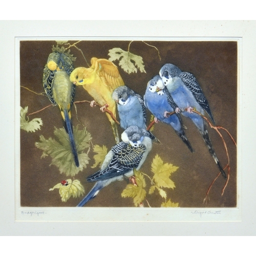 397 - Winifred Austen RE, RI (British, 1876-1964), "Budgerigars", etching printed in colours on ... 