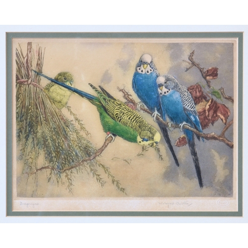 398 - Winifred Austen RE, RI (British, 1876-1964), "Budgerigars", etching in colours on wove pap... 