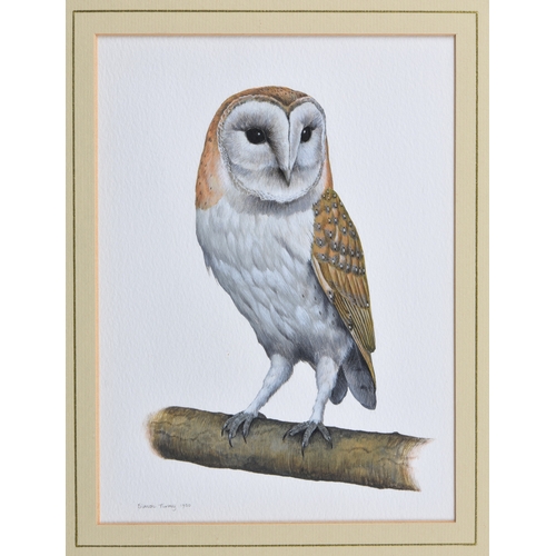 626 - Simon Turvey (British, b.1957), Barn owl, gouache and watercolour, signed and dated 1980 lower left,... 