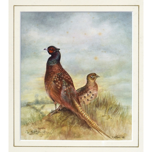 656 - F. Whitford (British, late 20th century), "Pheasants", watercolour, signed and dated 1991 ... 