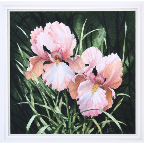 666 - John Davey (British, b.1933), "Bearded Iris", watercolour, signed lower right, titled to g... 