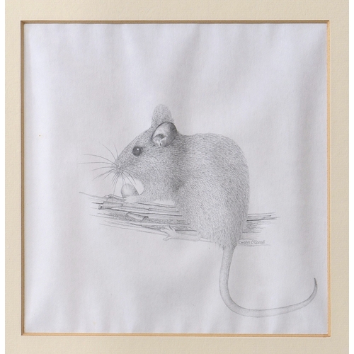 697 - Christine O'Connell (late 20th century), "Doormouse", pencil, signed in pencil centre righ... 