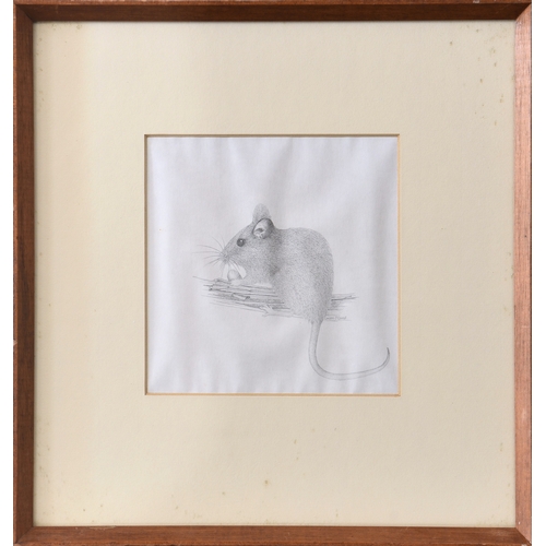 697 - Christine O'Connell (late 20th century), "Doormouse", pencil, signed in pencil centre righ... 