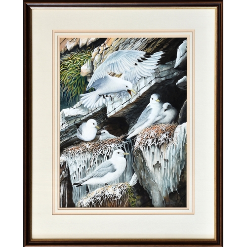 271 - Nick Parlett (Jersey, 20th, 21st century), Seagulls nesting on the cliffs, watercolour and gouache, ... 