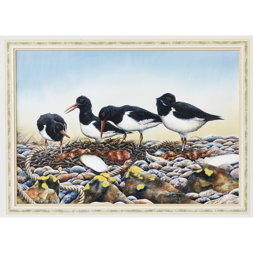 273 - Nick Parlett (Jersey, 20th, 21st century), Oyster catchers on the shore, watercolour and gouache, si... 