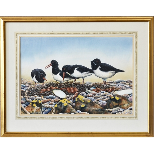 273 - Nick Parlett (Jersey, 20th, 21st century), Oyster catchers on the shore, watercolour and gouache, si... 