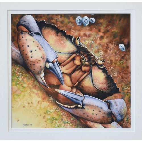 276 - Nick Parlett (Jersey, 20th, 21st century), Chancre Crab, watercolour and gouache, signed lower left,... 