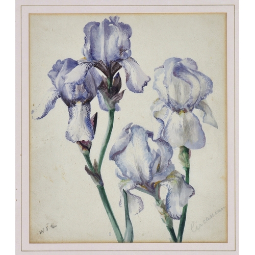 285 - William John Caparne (British, 1855-1940), Study of the Bearded Iris 'Circassian', watercolour, sign... 