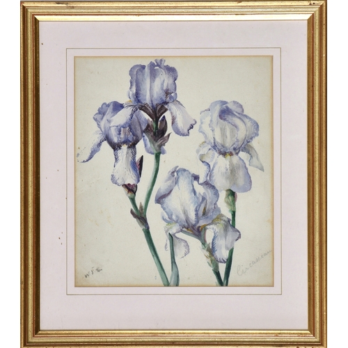 285 - William John Caparne (British, 1855-1940), Study of the Bearded Iris 'Circassian', watercolour, sign... 