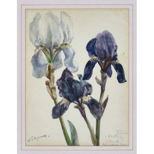 286 - William John Caparne (British, 1855-1940), Study of the Intermediate Bearded Irises 'Dorothea' and '... 