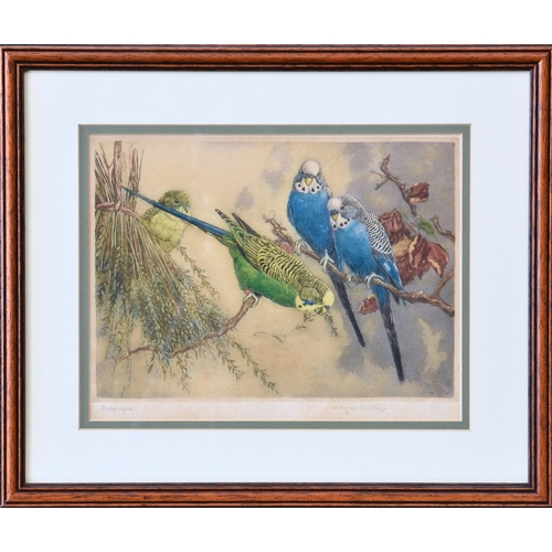 398 - Winifred Austen RE, RI (British, 1876-1964), "Budgerigars", etching in colours on wove pap... 