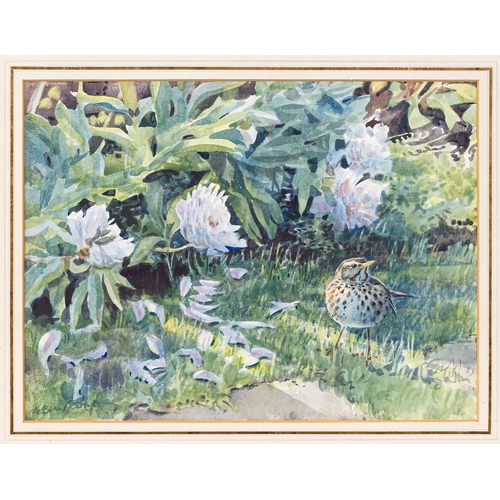 536 - Peter Partington SWLA (British, b.1941), Song Thrush & Peonies (Pheasant on reverse of sheet), water... 