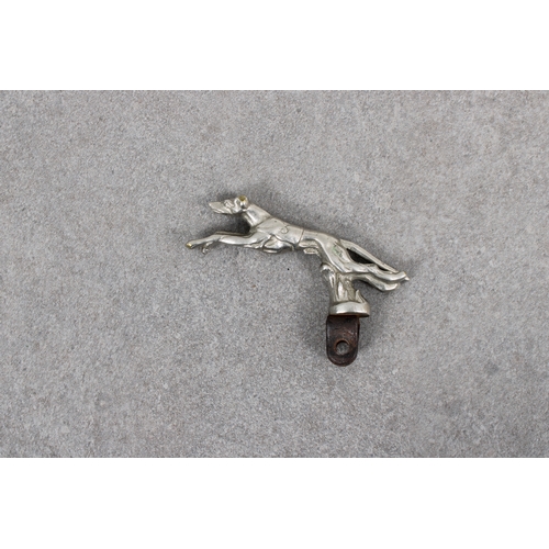 1122 - An early 20th century miniature silver plated car mascot in the form of a racing greyhound, with a n... 