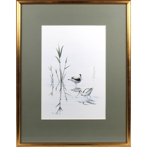 413 - Colin Woolf (British, b.1956) Wading Avocet watercolour, signed & dated 98' lower left 14 x 9½in. (3... 