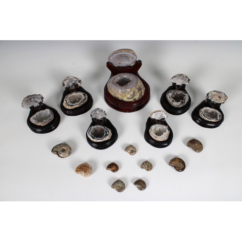 1407 - Natural History - A collection of ammonites Together with a group of quartz rocks on hardwood stands... 