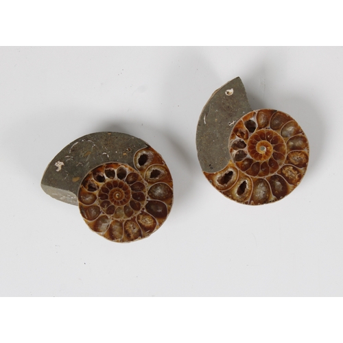 1407 - Natural History - A collection of ammonites Together with a group of quartz rocks on hardwood stands... 