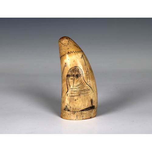 1429 - Scrimshaw style tusk, engraved with a comical walrus and a harpoon and dated 1868 also inscribed ind... 