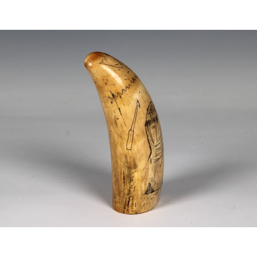 1429 - Scrimshaw style tusk, engraved with a comical walrus and a harpoon and dated 1868 also inscribed ind... 