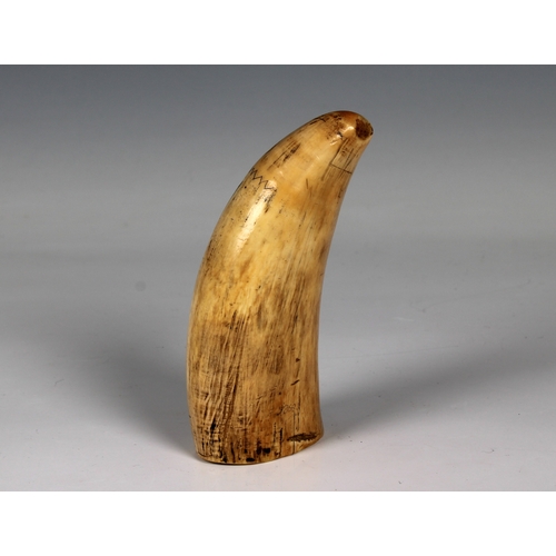 1429 - Scrimshaw style tusk, engraved with a comical walrus and a harpoon and dated 1868 also inscribed ind... 