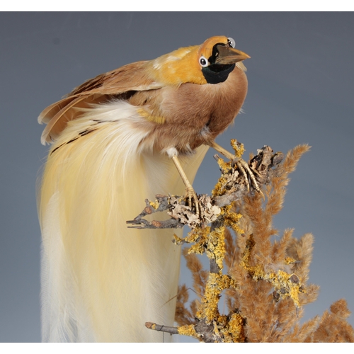 1474 - Victorian taxidermy - A bird of paradise with three smaller birds presented within a domed glass cas... 