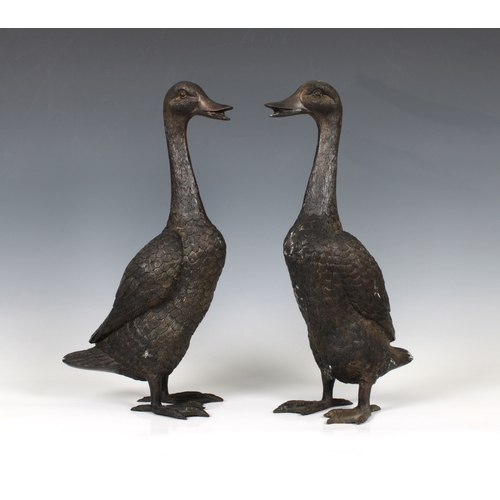 1476 - A pair of late 19th century bronze runner ducks 39.4cm. high.