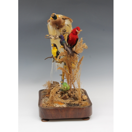 1474 - Victorian taxidermy - A bird of paradise with three smaller birds presented within a domed glass cas... 