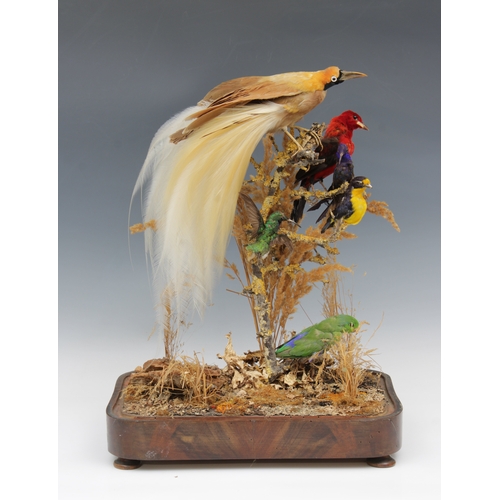 1474 - Victorian taxidermy - A bird of paradise with three smaller birds presented within a domed glass cas... 