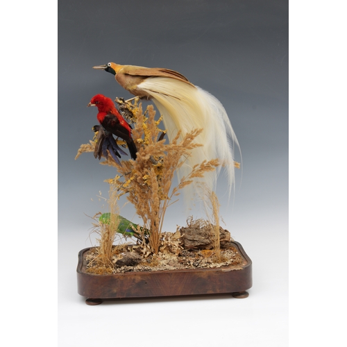 1474 - Victorian taxidermy - A bird of paradise with three smaller birds presented within a domed glass cas... 