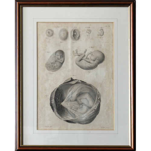 908 - After Antoine Chazal (French, 1793-1854)A group of French anatomical/pregnancy studies, prints, 26.5... 