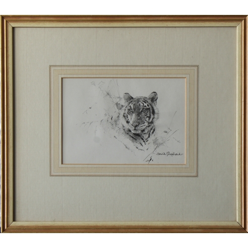 987 - David Shepherd CBE, OBE, FRSA, FGRA (British, 1931-2017)Study of a young tigerpencil, signed lower r... 