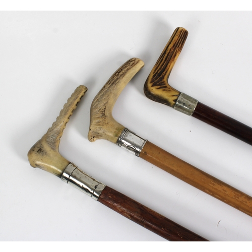 1122 - Three horn handle walking stickswith white metal collars. (3)