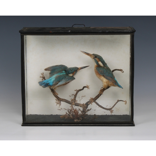 1184 - Taxidermy -  Cased European Kingfisher pair (Alcedo athis)circa early 20th century, high quality adu... 