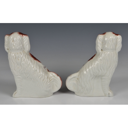 203 - A pair of Staffordshire King Charles spaniels in brown white glaze with gilt collar and lead, unmark... 