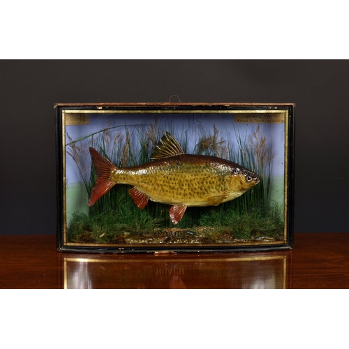 90 - Cased fish - A late 19th century taxidermy Roach (Rutilus rutilus), preserved and mounted within a n... 