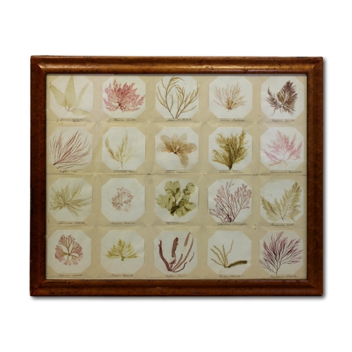 6 - A superb Victorian group of pressed seaweed studies, Channel Islands, circa 1880-1900, 20 individual... 