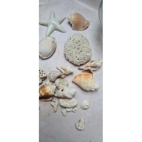 145 - Good Collection of Shells, Coral etc