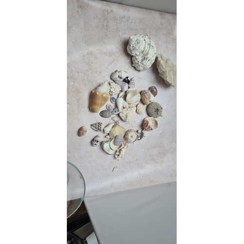 145 - Good Collection of Shells, Coral etc